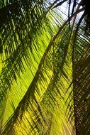 palm tree is an exotic plant