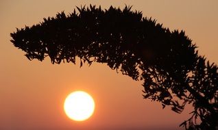 silhouette of a curved branch over the bright evening sun