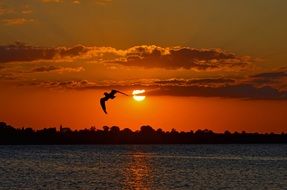 seagull flies over the Baltic Sea during sunset