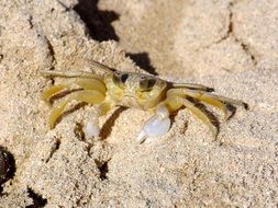 yellow small Crab on sand