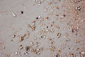 Beach Mussels Sea