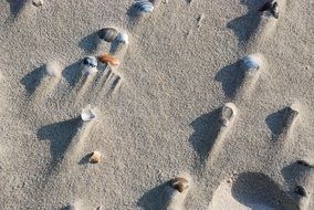 Mussels on a Sand Beach