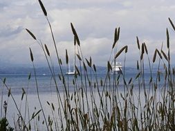 tall grasses on the Mediterranean coast