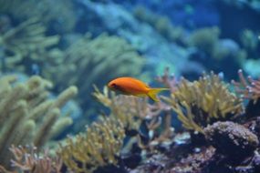 Fish Dory in a large aquarium