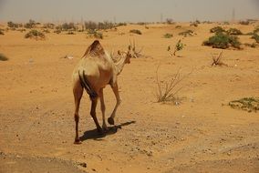 Picture of Camels in a Desert