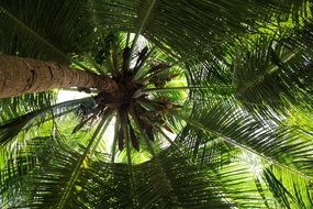 bottom view of a huge palm tree