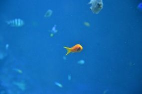 tiny exotic fish