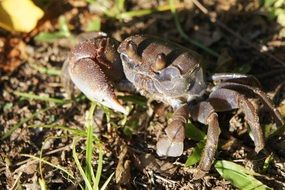 crab on the shore