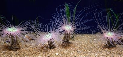 closeup picture of sea anemones in the underwater world