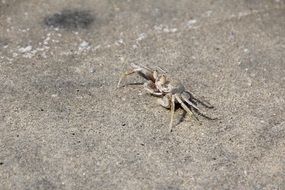 lonely crab on the beach close up