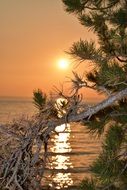 sunset through the conifer tree