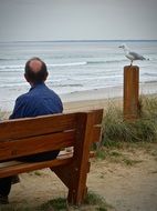 Picture of Lonely and Seagull on a beach