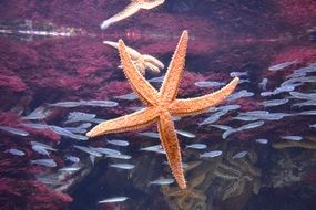 starfish and schools of fish in the tropical ocean
