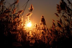 sunset view from grass field