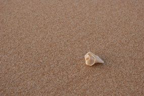 small Conch on a Sandy beach