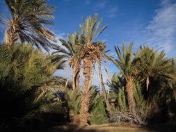 palm trees in morocco on a sunny day