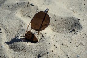 wonderful Sunglasses on Beach