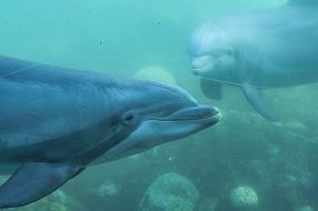 fascinating Dolphin