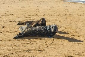 seals on the sandy beach of the north sea, uk, england