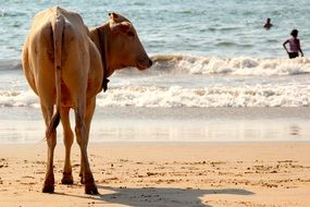 Cow Beach Goa