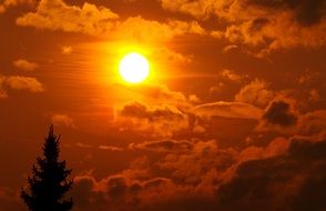 Landscape of orange sunset over a tree