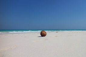 Coconut Beach Exotic