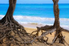 Ocean Tree Roots