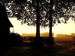 trees in Back Light at foggy Sunset