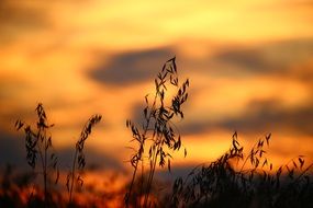 Grass at the background of the evening sky