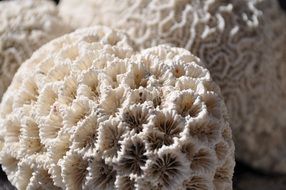 White ocean coral reef