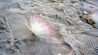 The Flower On The Sandy Beach