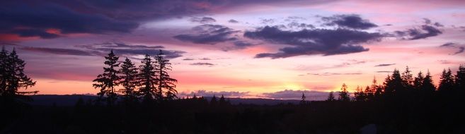 purple sky over a dark dense forest