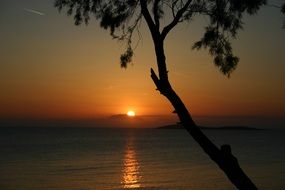 thin lonely tree on a background of golden sunset