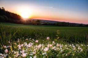 sunset on the flower meadow