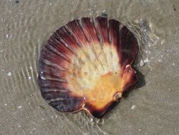 seashell on the beach in the water