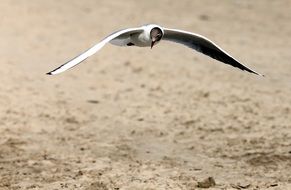 seagull flies low over the beach