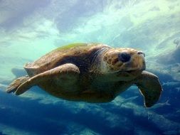 Turtle in ocean