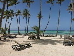 Picture of Palm Trees on a Carribbean beach