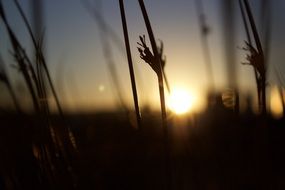 Macro photography of field at the sunset