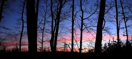 Night Sky Trees