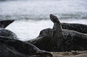 Seals in Helgoland