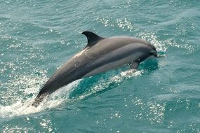 Picture of Dolphin in a Sea