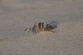 feather in the sand on the Baltic Sea