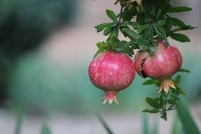 Cyprus Pomegranate