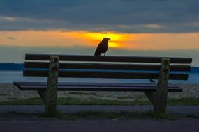 bird on a wooden bench on the coast