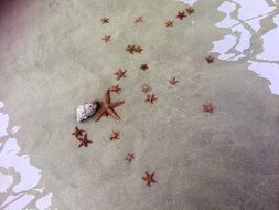 superb Starfish Sea