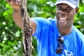 Martinique Tarantula