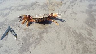 angry Crab on Sand, Wadden Sea