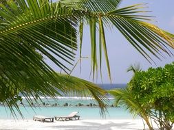 view of the beach from behind green leaves
