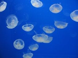 Jellyfish Sea